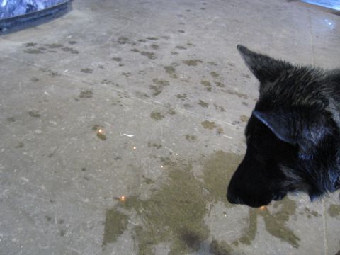 1978 Ford Bronco - A black dog observes paw prints on a wet concrete floor.