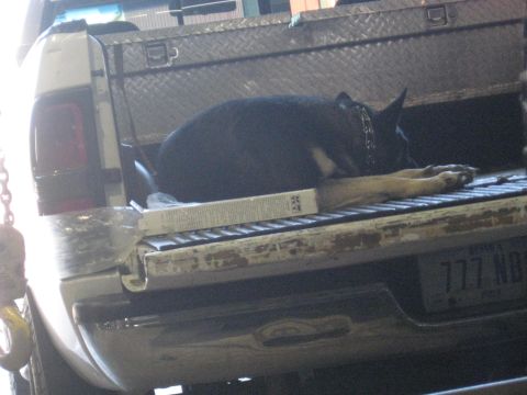 1978 Ford Bronco - A dog rests in the bed of a pickup truck, with a toolbox and some papers nearby.
