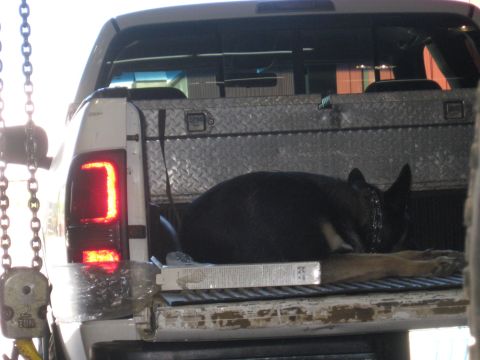 1978 Ford Bronco - A dog rests in the bed of a white pickup truck, with a toolbox and a package visible.