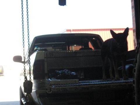 1978 Ford Bronco - A dog stands in the bed of a pickup truck, silhouetted against the bright background.