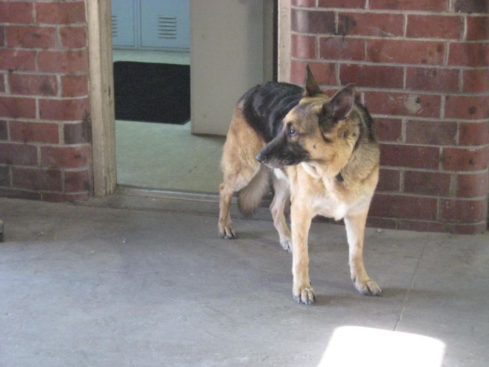 German Shepherd dog standing on concrete in front of a brick wall and an open doorway
