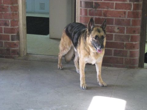 1978 Ford Bronco - A German Shepherd stands alertly in a doorway, with a brick wall and lockers visible in the background.