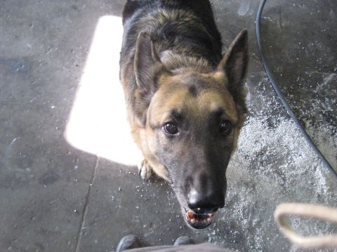 1978 Ford Bronco - A German Shepherd dog is looking up from a concrete floor, with a bright light source to its left.