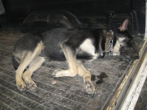 1978 Ford Bronco - A dog rests in the bed of a truck, appearing to be asleep.