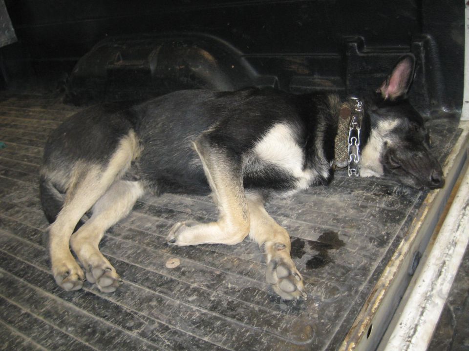 Dog lying down in the back of a truck, wearing a metal chain collar