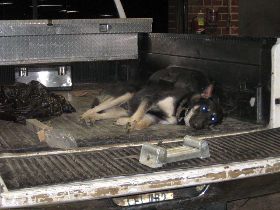 Dog lying in the bed of a white pickup truck next to a toolbox and black trash bags