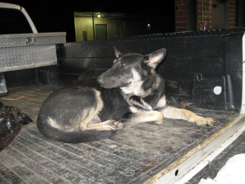 1978 Ford Bronco - A German Shepherd rests in the back of a pickup truck, illuminated by artificial light.