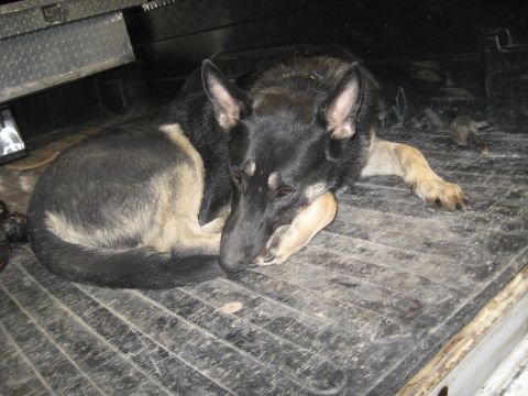 1978 Ford Bronco - A German Shepherd dog lies down in the cargo area of a truck, with a metal toolbox visible above.