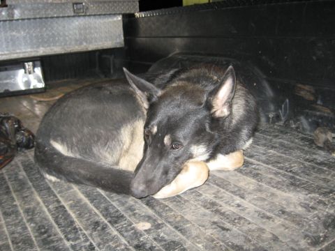1978 Ford Bronco - A dog rests comfortably in the bed of a truck, surrounded by various items.