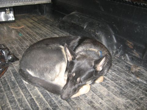 1978 Ford Bronco - Dog sleeping in the bed of a pickup truck.