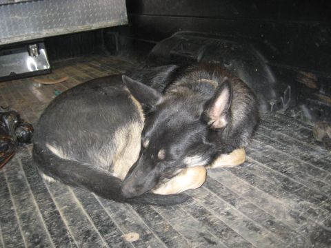 1978 Ford Bronco - Two dogs are sleeping in the back of a truck, one resting its head on the other.