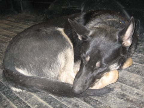 1978 Ford Bronco - A German Shepherd dog sleeps peacefully in the back of a truck.