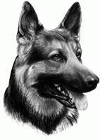 1991 Ford LTD Crown Victoria - Black and white sketch of a German Shepherd dog's head, showing its tongue slightly out.