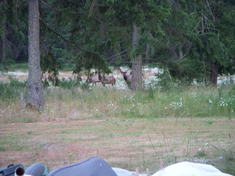 1995 Ford Bronco - A group of elk are visible in a natural outdoor setting with trees and vegetation.
