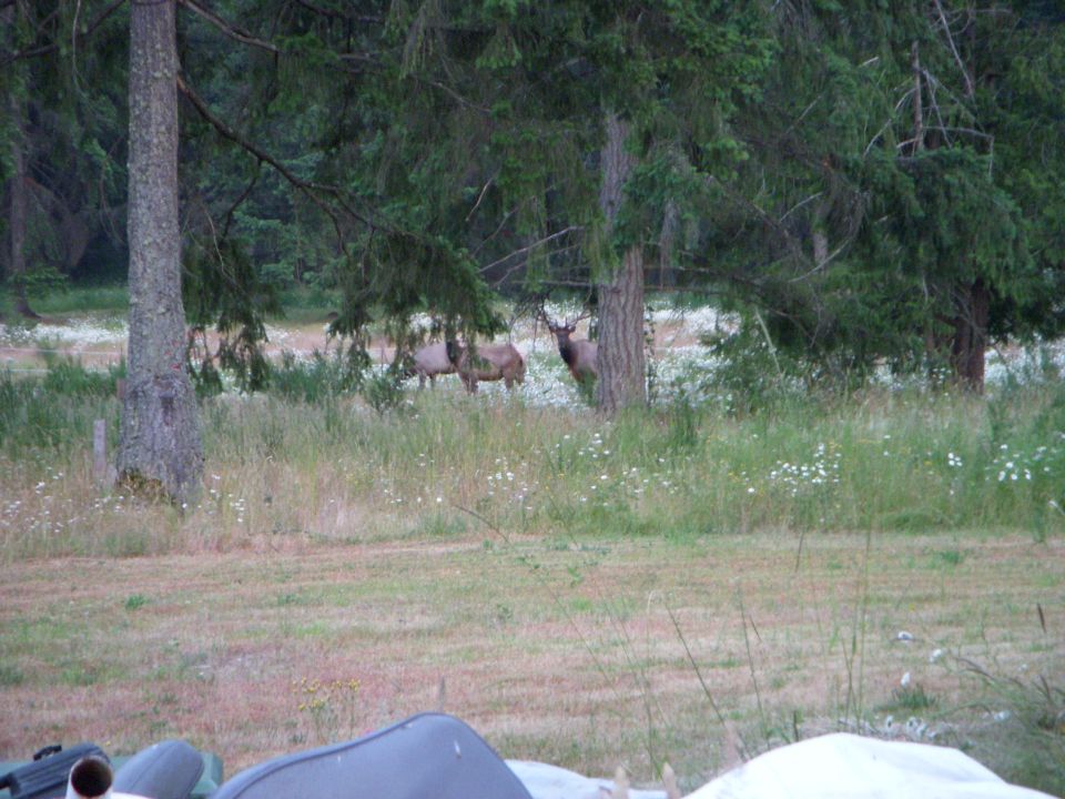 Three elk including an antlered bull standing in a meadow at the edge of a conifer forest