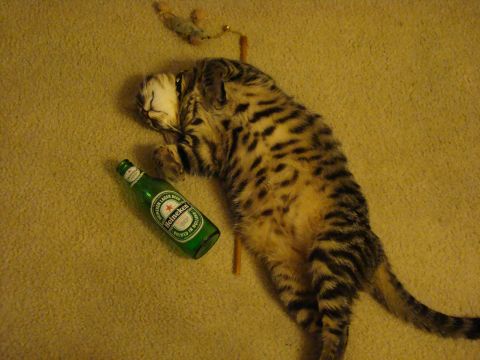 1989 Ford Bronco - A cat appears to have had a bit too much to drink, lying next to an empty beer bottle.