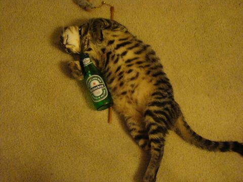 1989 Ford Bronco - A cat appears to be passed out with a beer bottle.