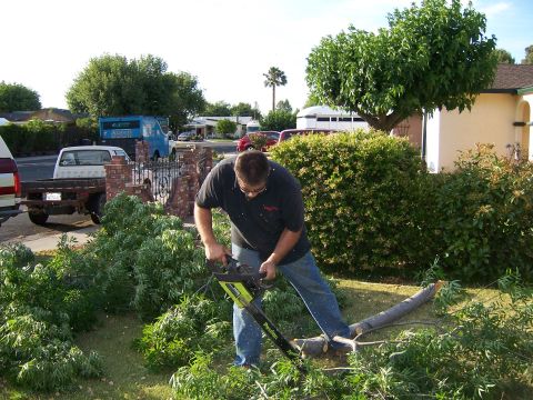 1991 Ford Bronco - A man uses a chainsaw to cut branches from a fallen tree in a residential yard.