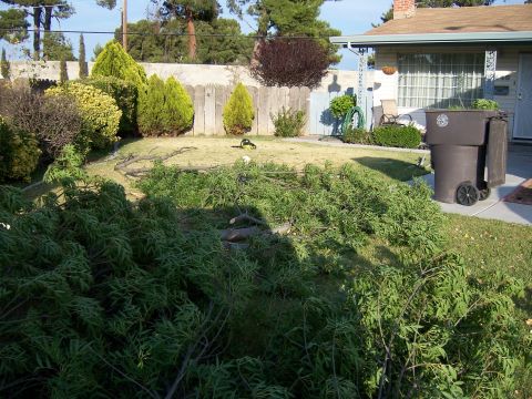 1991 Ford Bronco - A chainsaw sits on a lawn covered in branches and leaves, with a house and trash bin nearby.