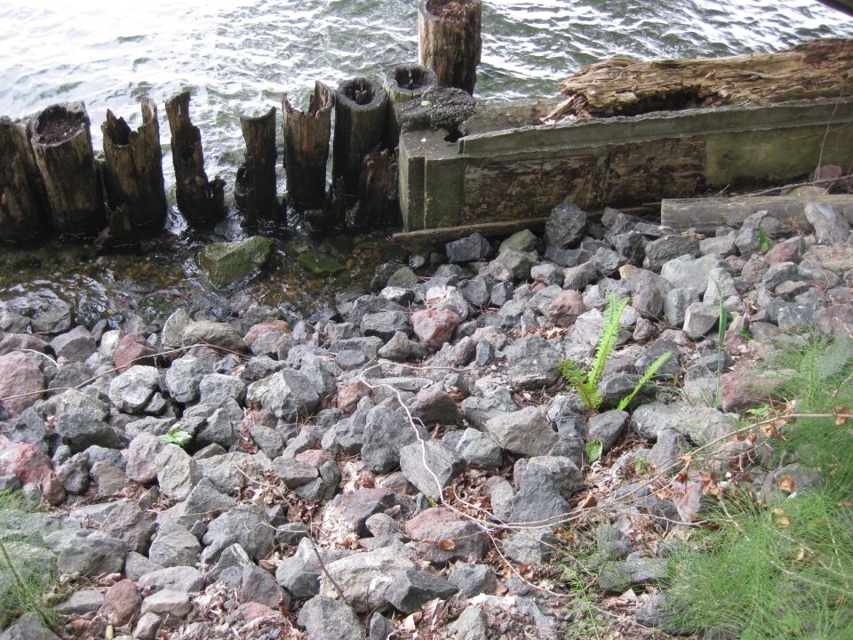 Rocky shoreline with weathered wooden pilings and concrete debris