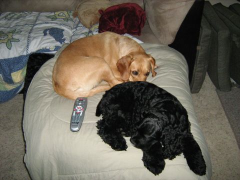 1988 Mercury Grand Marquis - Two dogs are relaxing on a couch, one tan and one black, with a remote control on the cushion.
