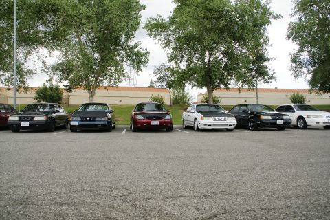 1990 Ford Taurus - A line of Ford Taurus sedans are parked in a lot under trees.
