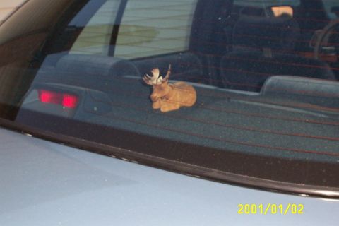 1992 Mercury Grand Marquis - My car mascot...