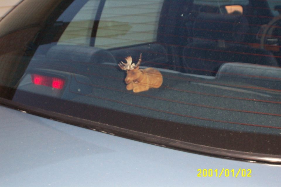 Tan moose figurine on rear parcel shelf seen through rear window of a light blue sedan