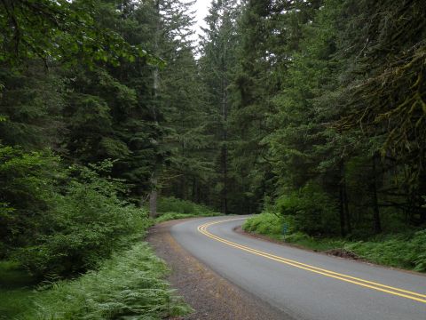 1998 Subaru Legacy - A paved road curves through a lush, green forest with dense trees and ferns lining the sides.