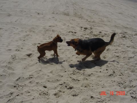 1989 Ford Bronco - Dogs getting to know eachother