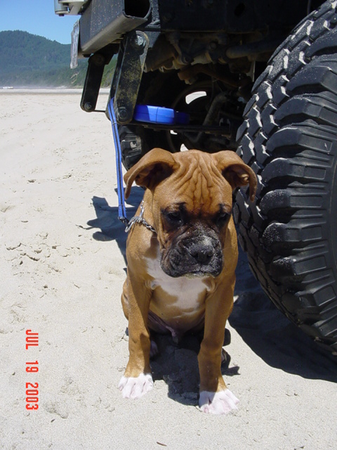 1989 Ford Bronco - A boxer puppy sits on a sandy beach next to the undercarriage and tire of a vehicle. The photo is dated July 19, 2003.