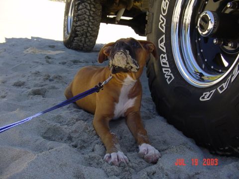 1989 Ford Bronco - Puppy on the beach with a large tire. Date stamp shows July 19, 2003.