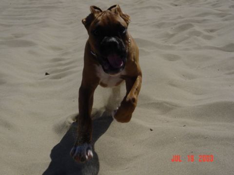 1989 Ford Bronco - A brown boxer dog runs towards the camera on a sandy beach, kicking up sand as it goes.