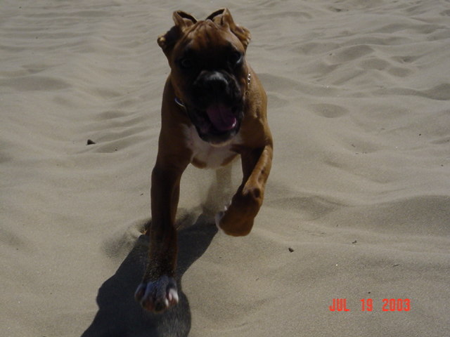 Fawn Boxer dog running on sand with tongue out