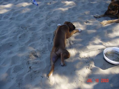 1989 Ford Bronco - Two dogs relax on a sandy beach, with a date stamp indicating the photo was taken on July 19, 2003.