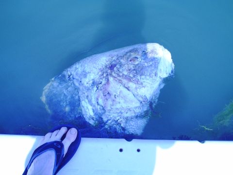 1979 Ford F-250 - A person's foot is visible next to a fish head in the water.