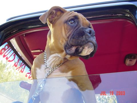 1989 Ford Bronco - A boxer dog with a chain collar looks out of a vehicle's window on a sunny day.