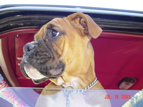 1989 Ford Bronco - A boxer dog with a silver chain collar looks out from the interior of a vehicle, with a date stamp visible in the lower right corner.