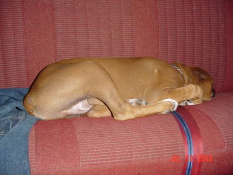 1989 Ford Bronco - A dog sleeps on a red seat, with a date stamp visible in the corner.