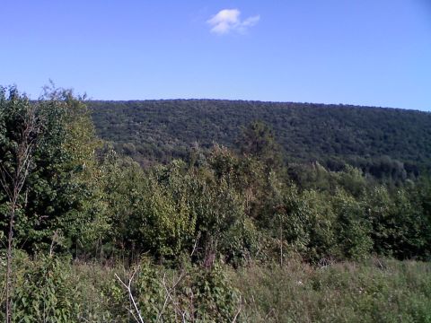 1988 Ford Bronco - A view of a wooded hillside on a clear day.