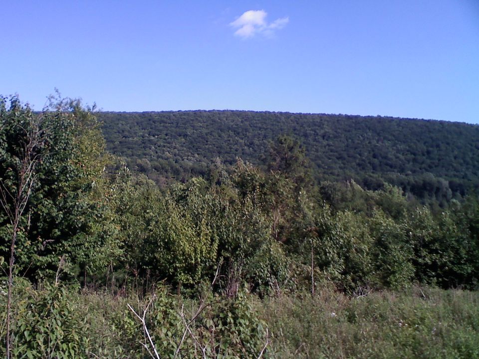 Wooded hillside with trees and brush under a clear blue sky with one cloud