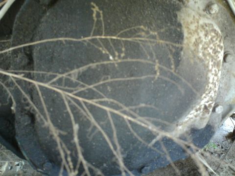 1990 Ford Bronco - Plant roots have grown over a vehicle's differential, obscuring the part.