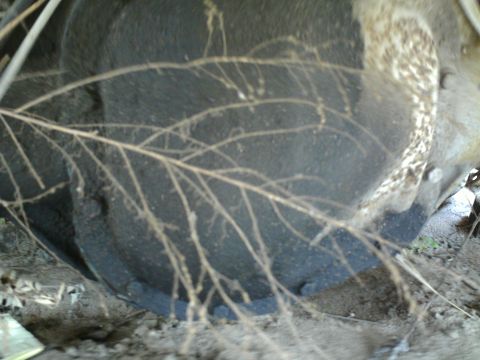 1990 Ford Bronco - Close-up of a vehicle's differential housing, partially covered by dry branches and dirt.