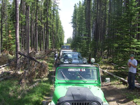 1990 Ford Bronco - Several off-road vehicles navigate a narrow trail through a dense forest, with fallen trees lining the path.