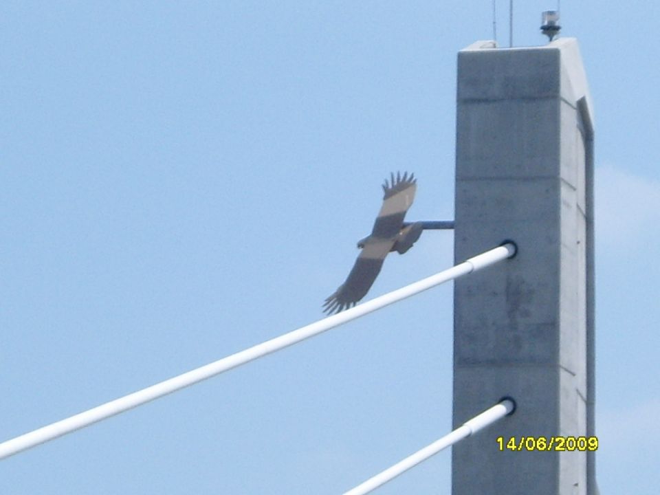 Metal bird sculpture attached to a concrete bridge pylon against a blue sky