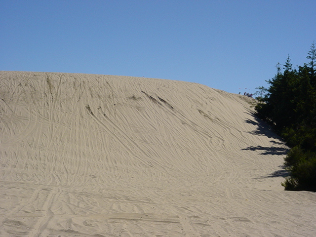Sand dunes with many tire tracks under a clear blue sky, trees on the right