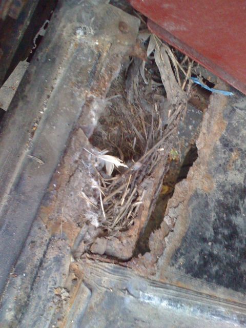 1988 Ford Bronco - Evidence of a bird's nest found within the rusted interior of a vehicle.