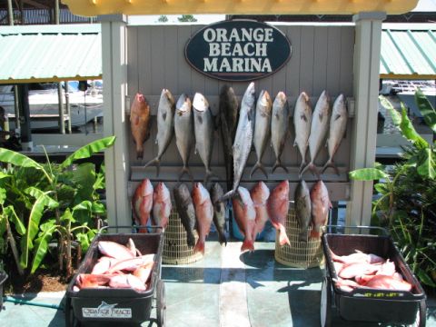 1979 Ford F-150 - A variety of fish are displayed at the Orange Beach Marina, with two carts full of catch nearby.