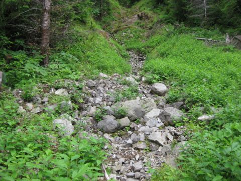2010 Ford Pickup - A natural scene of a rocky streambed surrounded by dense green vegetation and trees.