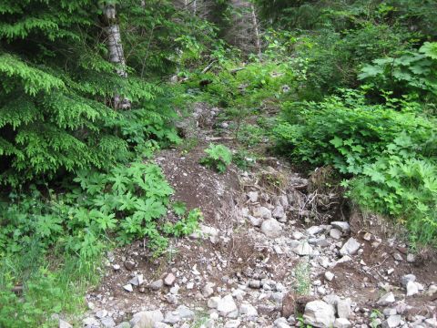 2010 Ford Pickup - A natural scene of a wooded area with a rocky, uneven path.